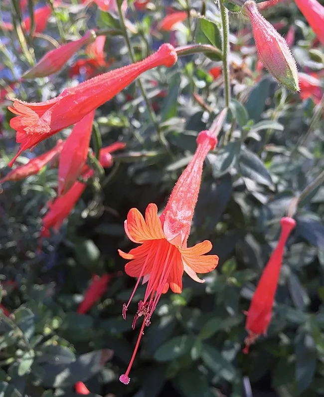 This is the California fuchsia, Epilobium canum, from the UC Davis Arboretum and Public Garden. UC Davis community ecologist Rachel Vannette isolated a new species of bacteria from this plant. (Photo by Rachel Vannette)