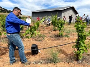 A man in a field with a vine