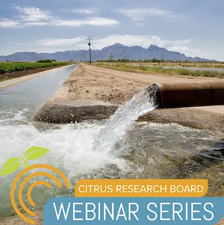Water gushing from a pipe into an irrigation ditch between a field with a green low growing crop to the left and a road to the right.