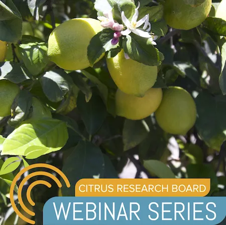 Almost ripe lemons, light yellow with a hint of green, and flowers on a tree with Citrus Research Board Webinar Series logo. Credit: Petr Kosina, UC I
