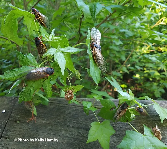An aggregation of Brood X at the Patuxtent Research Reserve, Laurel, Md. (Photo by Kelly Hamby)