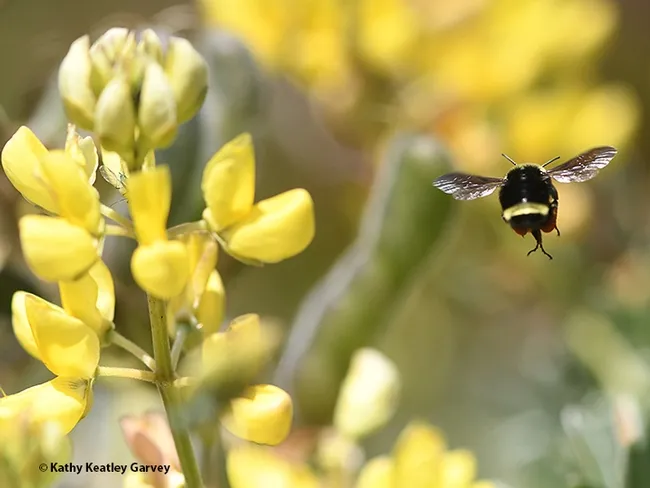 The end? A yellow-faced bumble bee, Bombus vosnesenskii, heads back to her colony. (Photo by Kathy Keatley Garvey)
