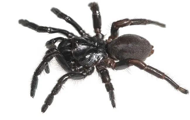 This is a female Cryptocteniza kawtak, discovered by UC Davis professor Jason Bond at Moss Landing State Park, Monterey County. He has described more than 100 new taxa--families, genera, species of spiders and millipedes. (Photo by Jason Bond)