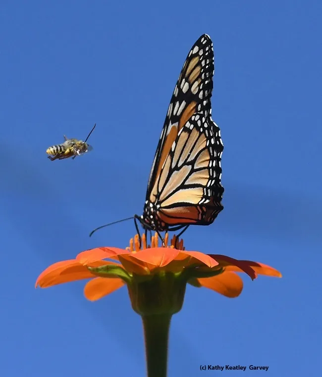 A male longhorned bee, Melissodes agilis, targets a monarch butterfly on a Mexican sunflower in Vacaville, Calif. (Photo by Kathy Keatley Garvey)