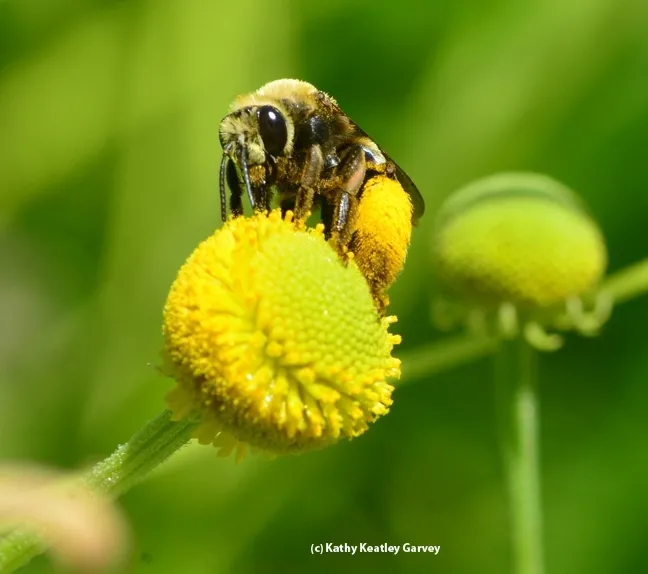 A female long-horned bee, Svastra obliqua expurgata, foraging on sneezeweed at the UC Davis Arboretum and Public Garden. (Photo by Kathy Keatley Garvey)