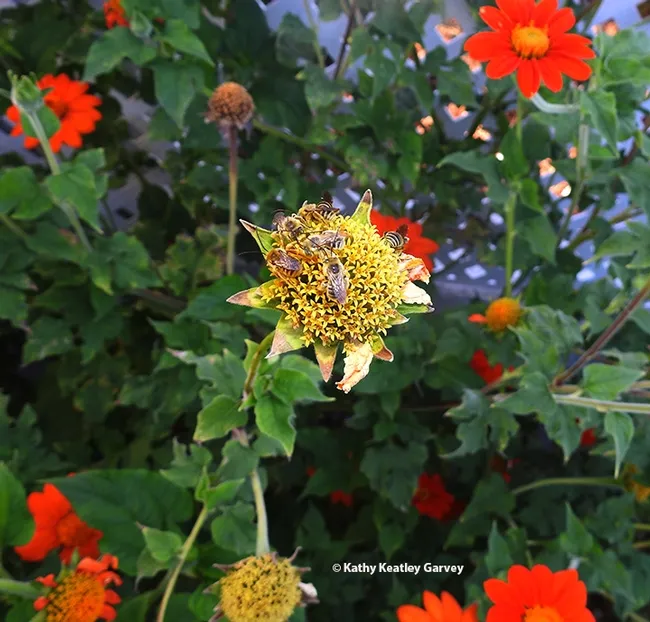 Bird's eye-view of the Lucky Seven in the Tithonia patch. (Photo by Kathy Keatley Garvey)