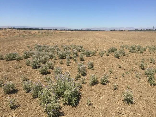 Silverleaf nightshade reemerging after disking