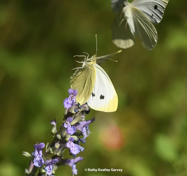 Hello, there! Two cabbage white butterfly, Pieris rapae, meet on catmint (Nepata) in a Vacaville, Calif. pollinator yard. (Photo by Kathy Keatley Garvey)