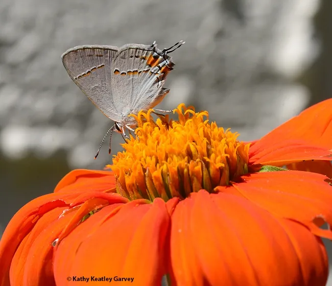 The Gray Hairstreak, Strymon melinus, sips nectar on a Mexican sunflower, Tithonia rotundifola, in a Vacaville pollinator garden. The orange spots accent the orange flower. (Photo by Kathy Keatley Garvey)