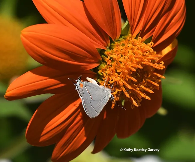 The Gray Hairstreak, Strymon melinus, dips low to sip nectar on a Mexican sunflower, Tithonia rotundifola, in a Vacaville pollinator garden. (Photo by Kathy Keatley Garvey)