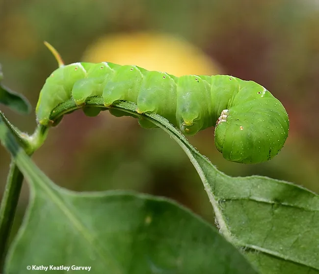 This hornworm is feeding on a pepper plant. (Photo by Kathy Keatley Garvey)