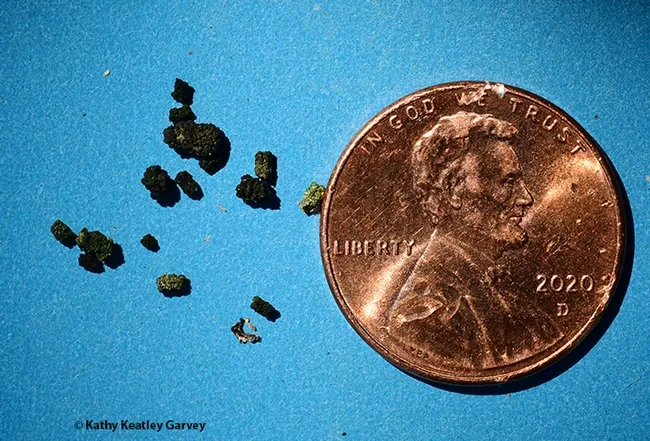 The frass (droppings) from a hornworm. It's a tell-tale sign you have hornworms in your garden. (Photo by Kathy Keatley Garvey)