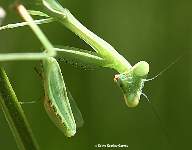 Praying mantis, a Stagmomantis limbata: "You talking to me? You talking to me? It wasn't me, y'hear. It wasn't me." (Photo by Kathy Keatley Garvey)