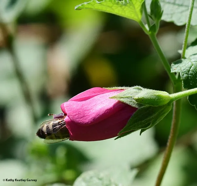 Ah, sweet nectar! (Photo by Kathy Keatley Garvey)