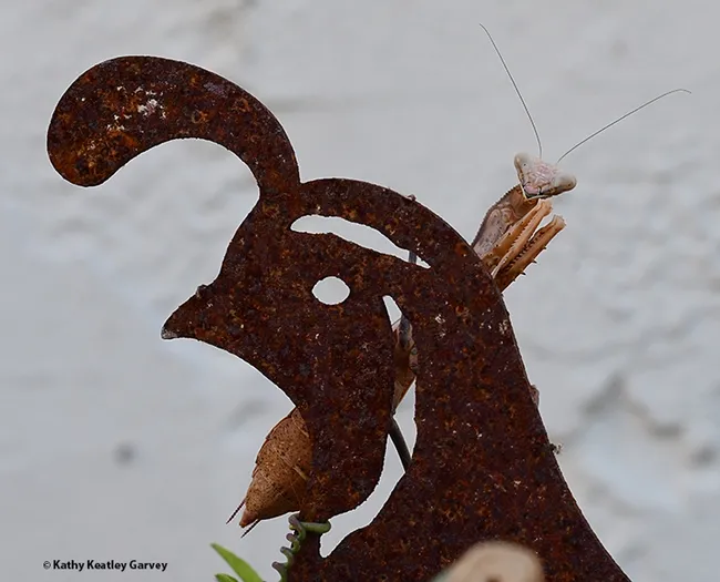 “Well, hello there! “
Photo by Kathy Keatley Garvey)