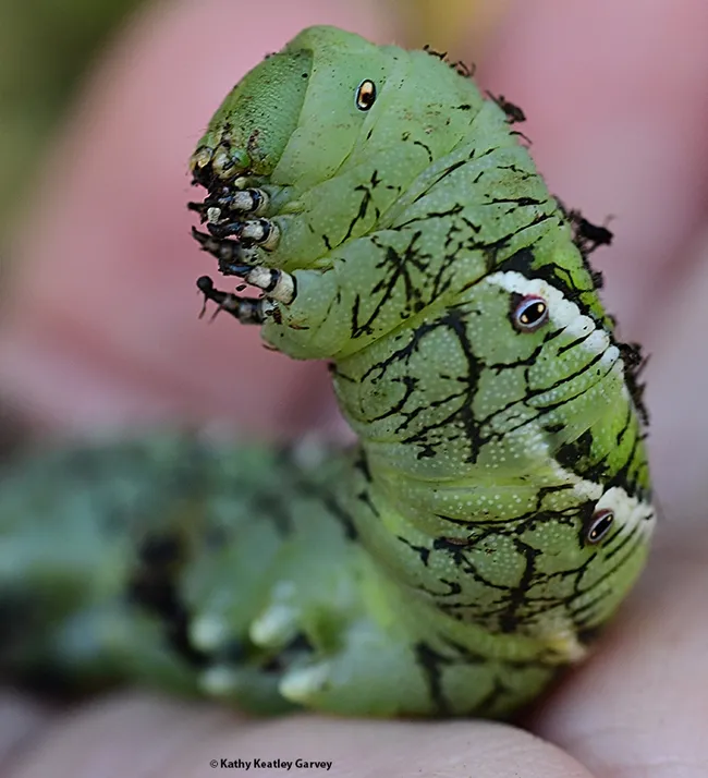 This three-inch-long tobacco hornworm appears to be ready to eat more tomato leaves (or the photographer). (Photo by Kathy Keatley Garvey)