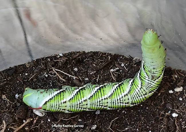 "Godzilla" roaming around her habitat.  Tobacco hornworms (Manduca sexta) become Carolina sphinx moths, also known as hawkmoths or tobacco hawkmoths. (Photo by Kathy Keatley Garvey)