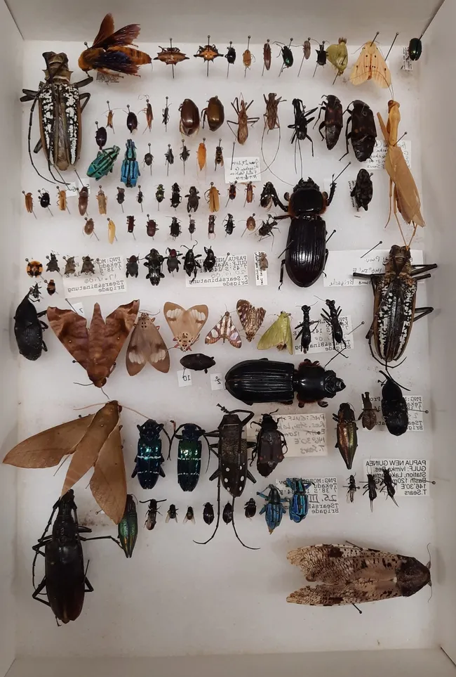 This is another image of the Bohart Museum of Entomology collection that will be gifted to Atat&uuml;rk University, Turkey. (Bohart Museum photo)