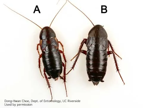 Two brown, oblong cockroach insects.