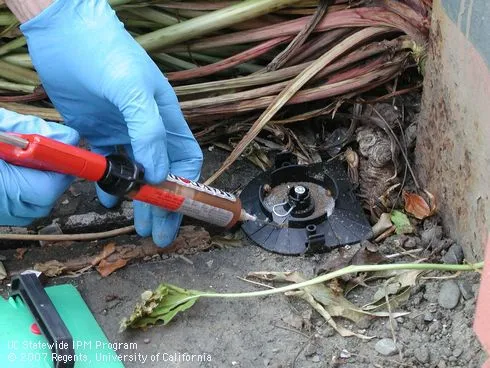 A person wearing blue gloves applying a pesticide with a syringe into a black bait station.