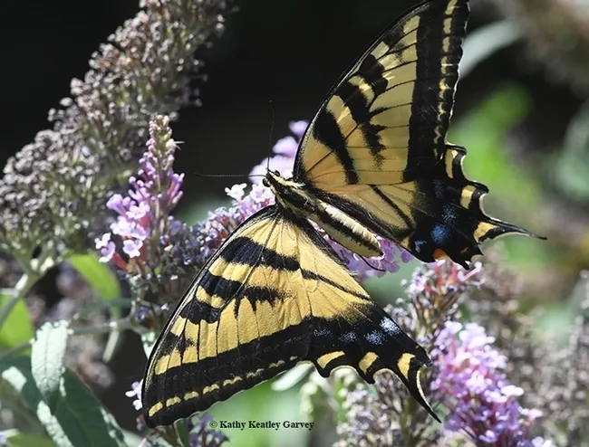 A Western tiger swallowtail, Papilio rutulus, nectaring on a butterfly bush, Buddleia davidii. Many nectar plants will be available at the UC Davis Arboretum Nursery online plant sales. (Photo by Kathy Keatley Garvey)