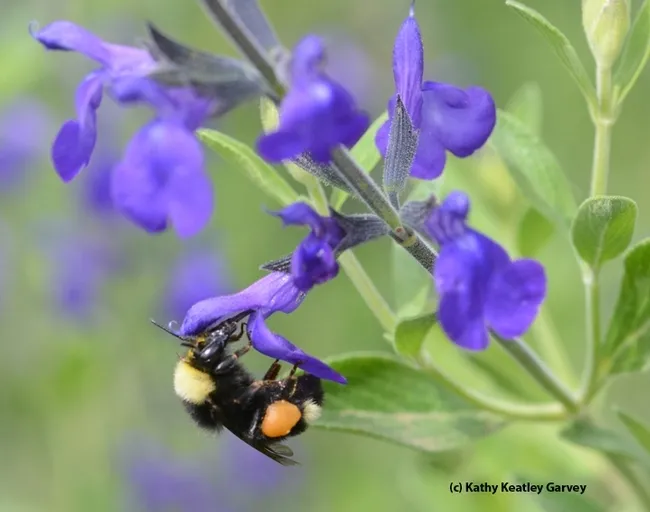 A black-faced bumble bee, Bombus californicus, foraging on purple ginny salvia. Salvias are popular at the UC Davis Arboretum nursery plant sales. (Photo by Kathy Keatley Garvey)
