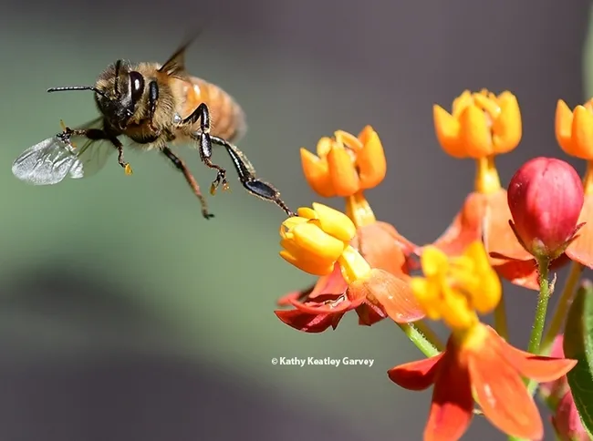 A honey bee frantically struggles to escape from a reproductive chamber of a milkweed blossom. (Photo by Kathy Keatley Garvey