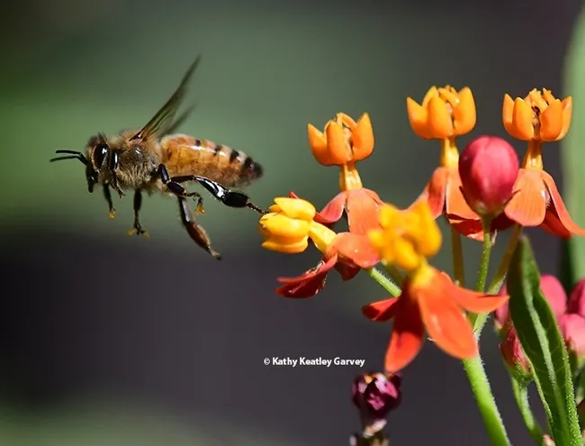 This honey bee finally managed to free herself and then returned to forage for more nectar. (Photo by Kathy Keatley Garvey)
