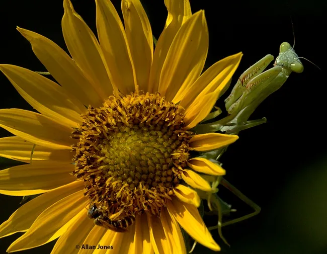 A praying mantis "shopping for bees" on a sunflower, became the subject of one of Allan Jones' carved pumpkins. (Photo by Allan Jones)