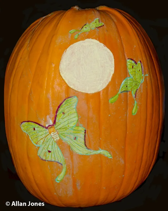 Images of a luna moth, Actias luna, found a home on one of Allan Jones' pumpkins. (Photo by Allan Jones)