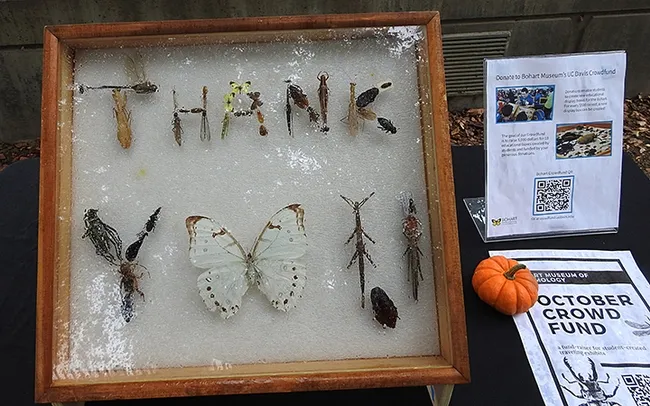 In appreciation of the donations, the Bohart staff created this "Thank you." Donations for the Bohart Museum's traveling insect-specimen display case end at 11:59, Oct. 31. (Photo by Kathy Keatley Garvey)