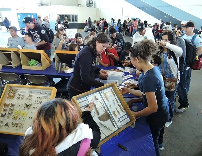 The Bohart Museum's traveling insect specimens travel throughout Northern California. Here they are at the 2017 Solano County Youth Ag Day. In the center is Tabatha Yang, the Bohart's education and outreach coordinator, teaching the youngsters about the exciting world of insect science. (Photo by Kathy Keatley Garvey)