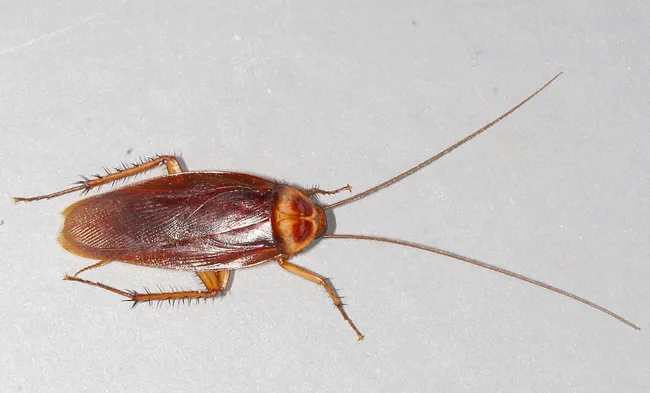 This is the species of cockroach that Lynn Kimsey ate in Panama when the host served oatmeal and raisin cookies. Hers was an oatmeal raisin/roach cookie. "It had legs!" (Wikipedia photo by Gary Alpert, a colleague of Kimsey's)