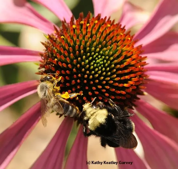 A honeybee (Apis mellifera) and a bumblebee (Bombus vosnesenskii) nectaring on a purple coneflower (Echinacea purpurea) in a UC Davis bee garden. (Photo by Kathy Keatley Garvey)