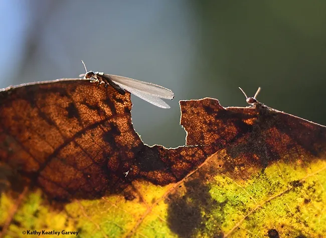 A winged termite ready for flight as another termite waits. This image was taken Oct. 27 in Vacaville, Calif.(Photo by Kathy Keatley Garvey)