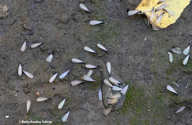 These subterranean termites have just emerged from the soil in a Buck Avenue yard, Vacaville, on Oct. 27. (Photo by Kathy Keatley Garvey)
