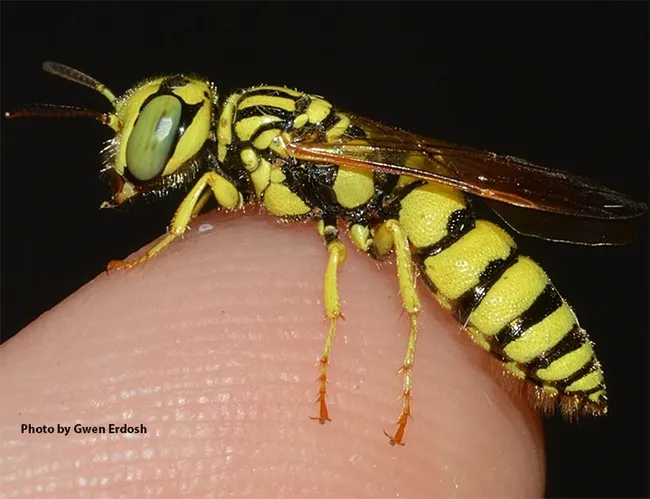 A beewolf photographed by Gwen Erdosh, aka Gwentomologit, and posted on her Instagram account.