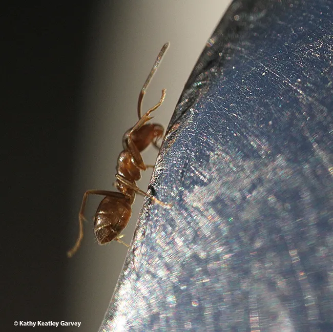 An Argentine ant climbs up a spoon laden with honey. (Photo by Kathy Keatley Garvey)