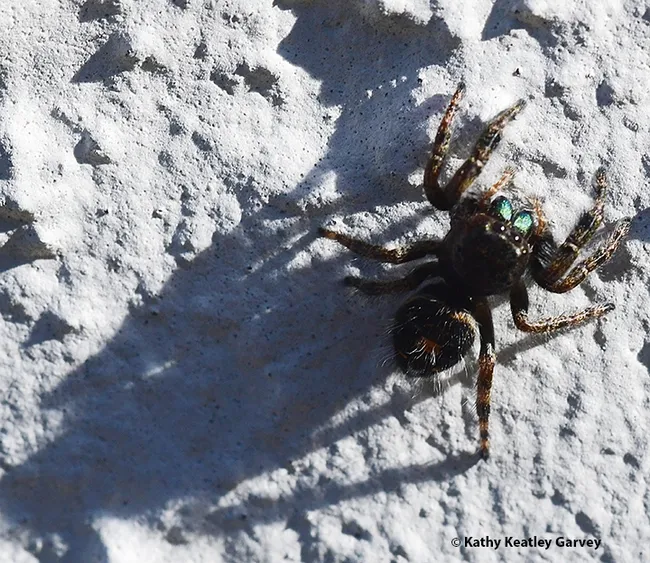 Well, hello there! A jumping spider moves slowly and unobtrusively up a shadowed Vacaville wall on Jan. 2. (Photo by Kathy Keatley Garvey)