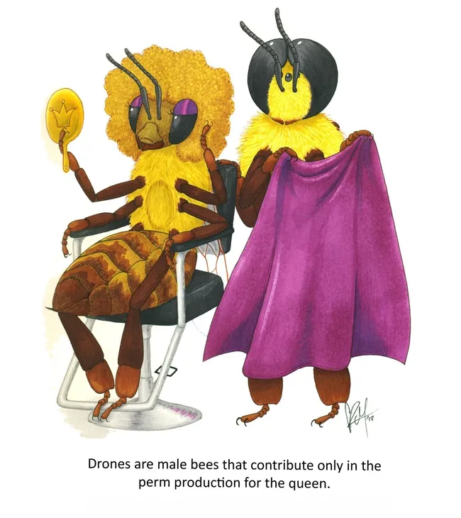"Drones are male bees that contribute only in the perm production for the queen," wrote a student in Lynn Kimsey's class. Kris Merritt illustrated it on the 2022 Bohart Museum calendar.