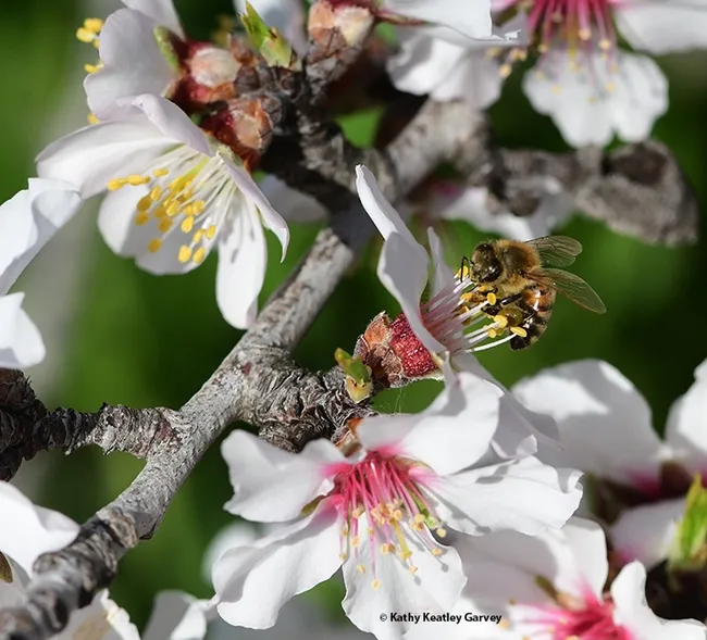 This honey bee can't get enough of the nectar and pollen. (Photo by Kathy Keatley Garvey)