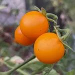 Tomato_Cherry_Sun Sugar_MGBM-150