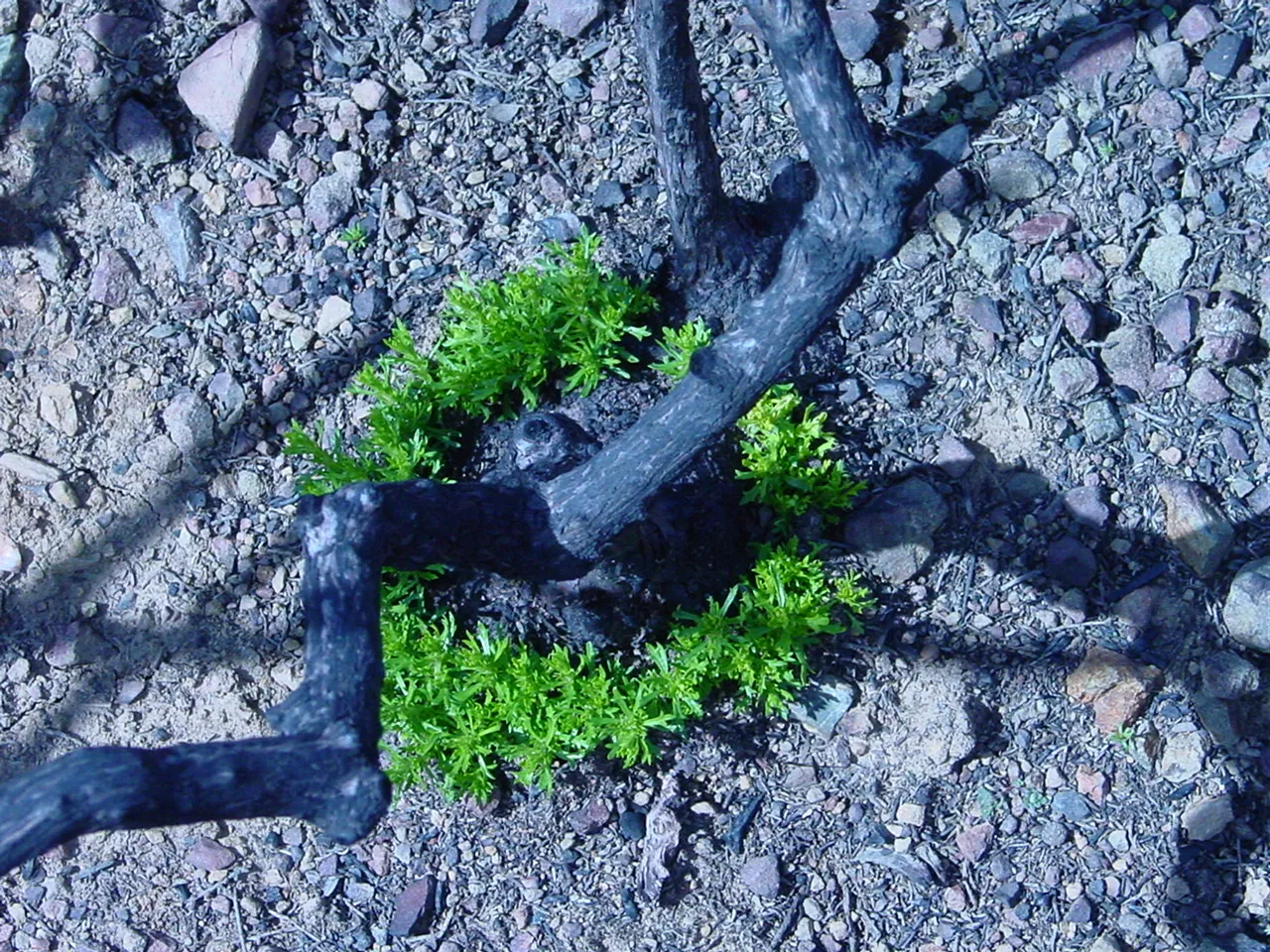 4H020315ChamiseReprout (1)