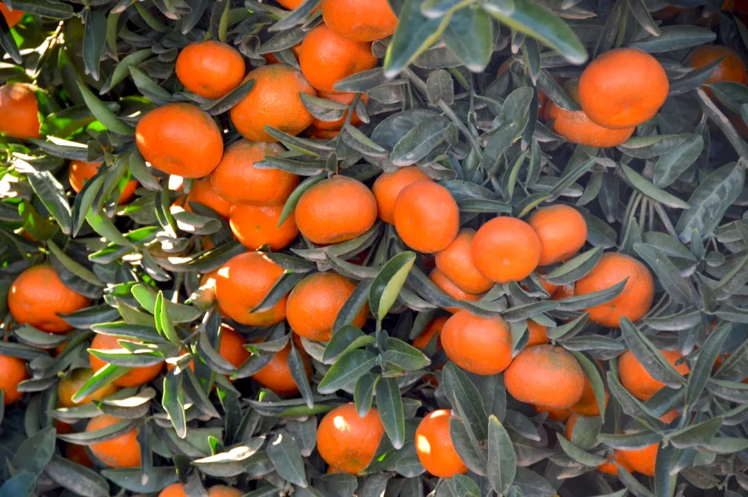 Beautiful Fruits2 (1)