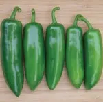 Pepper_Hot_Jalapeno, Tricked You_HPS Seed-150