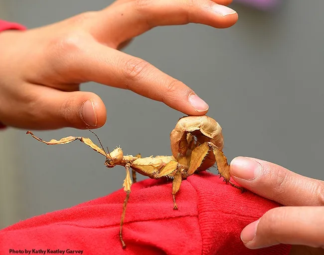 A visitor gets acquainted with an Australian stick insect, aka walking stick, at the Bohart Museum of Entomology. (Photo by Kathy Keatley Garvey)