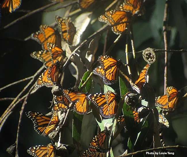 Community ecologist Louie Yang captured this image of monarchs at the Coronado Butterfly Preserve in 2006.