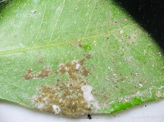 Citrus mealybug infestation. Note, three females (covered in white sacs) and first instars