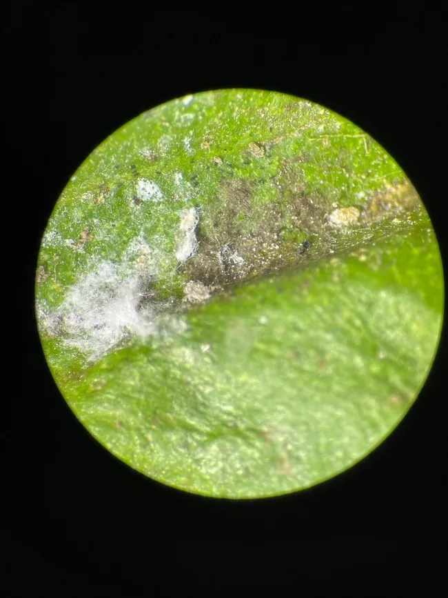 Empty egg sac and a first instar