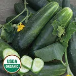 Japanese Climbing Cucumber, Seed Savers Exchange
